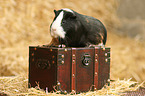 guinea pig