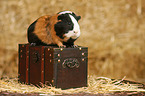 guinea pig