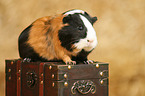 guinea pig