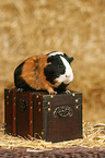 guinea pig