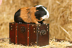 guinea pig