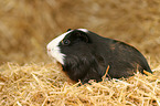 guinea pig