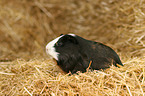 guinea pig