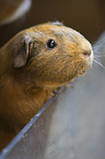 guinea pig