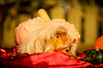 red guinea pig