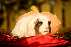 longhaired guinea pig