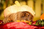 longhaired guinea pig