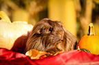 guinea pig in autumn foliage