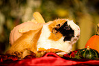 guinea pig in autumn foliage