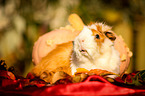 guinea pig in autumn foliage