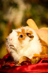 guinea pig in autumn foliage