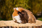 colorful guinea pig