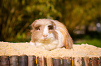 longhaired guinea pig