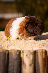 colorful guinea pig