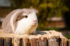 longhaired guinea pig