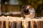 colorful guinea pig