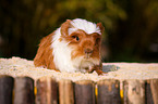 guinea pig