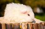 white guinea pig