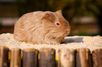 guinea pig