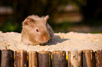 guinea pig