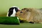 2 guinea pigs