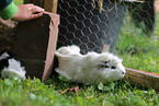 kid and guinea pigs