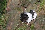 guinea pig