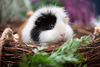 guinea pig