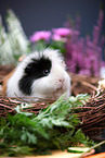 guinea pig