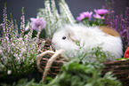 guinea pig