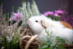 guinea pig