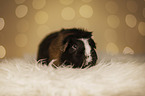 Guinea Pig