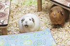 Guinea Pig