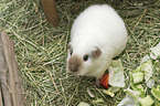 Guinea Pig