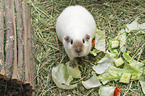 Guinea Pig