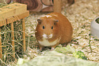 Guinea Pig