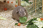 Guinea Pig