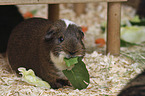 Guinea Pig