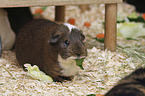 Guinea Pig