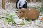 Guinea Pig