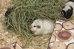 Guinea Pig