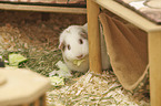 Guinea Pig