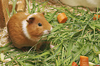 Guinea Pig