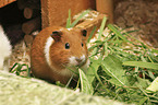 Guinea Pig