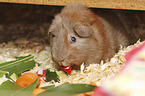 Guinea Pig