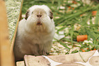 Guinea Pig