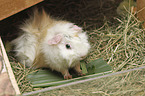 Guinea Pig