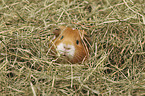 Guinea Pig portrait