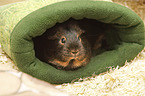 Guinea Pig portrait