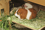 Guinea Pig